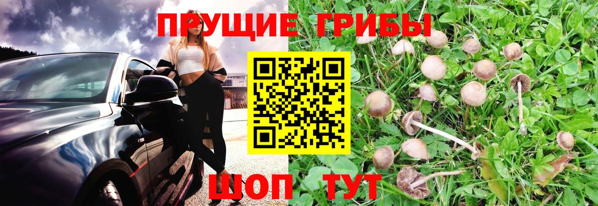 Галлюциногенные грибы Psilocybine cubensis Ликино-Дулёво